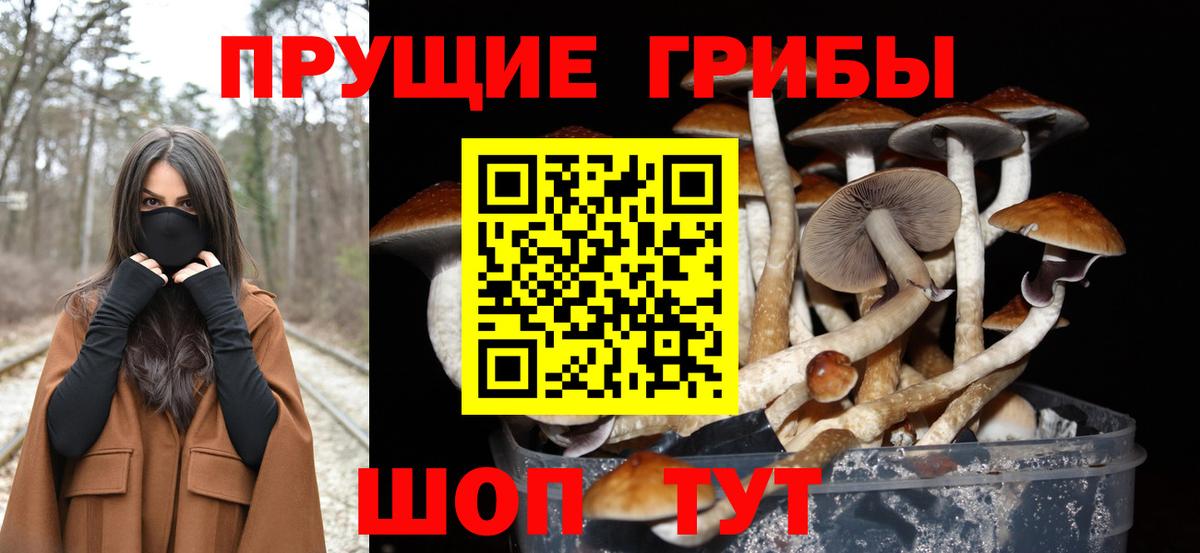 Кирово-Чепецк  Псилоцибиновые грибы Psilocybe  Вход с VPN  Псилоцибиновые грибы Magic Shrooms 